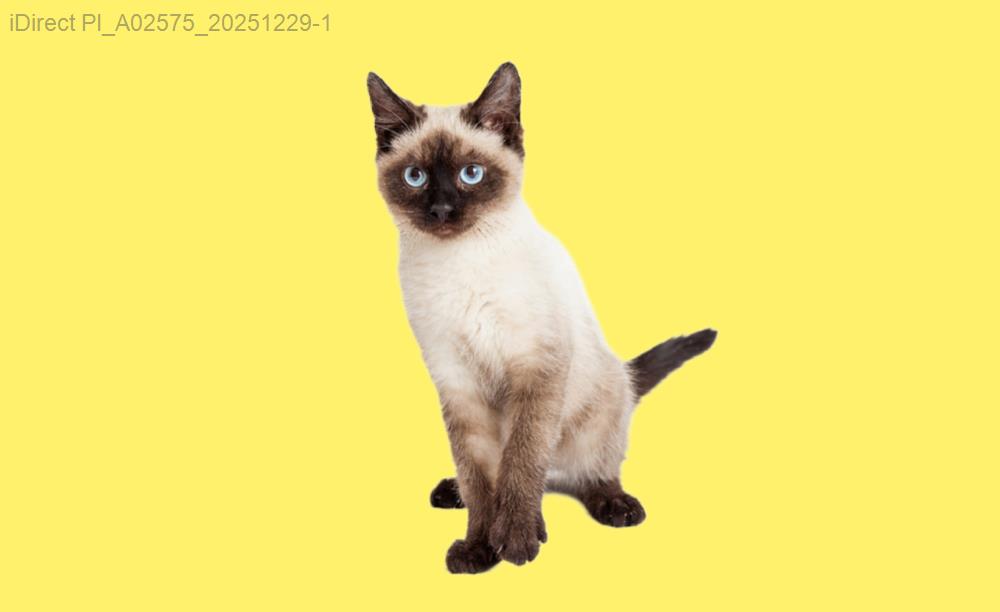 貓咪不告訴你的事：換季掉毛少，秘密全在這些清潔小動作